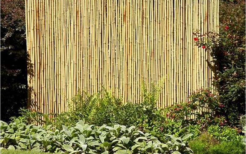 Living Bamboo Privacy Fence: A Natural And Sustainable Solution For Your Outdoor Space