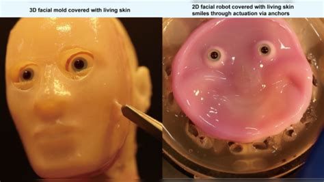 Revolutionary Advancement in Robotics: Unveiling the Era of Living Skin for Bots