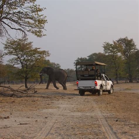 Livingstone Game Drive