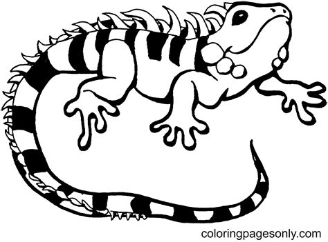 Lizard Coloring Pages Printable