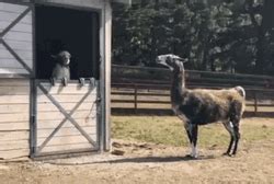 Llama Interaction