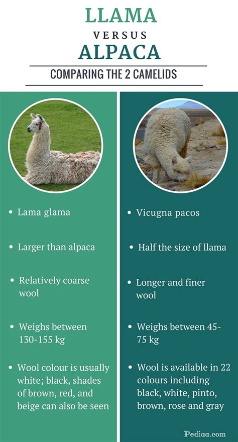 Llama and Alpaca Differences