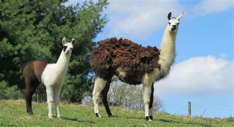 Llamas