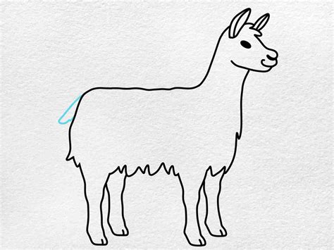 Llamas Drawings