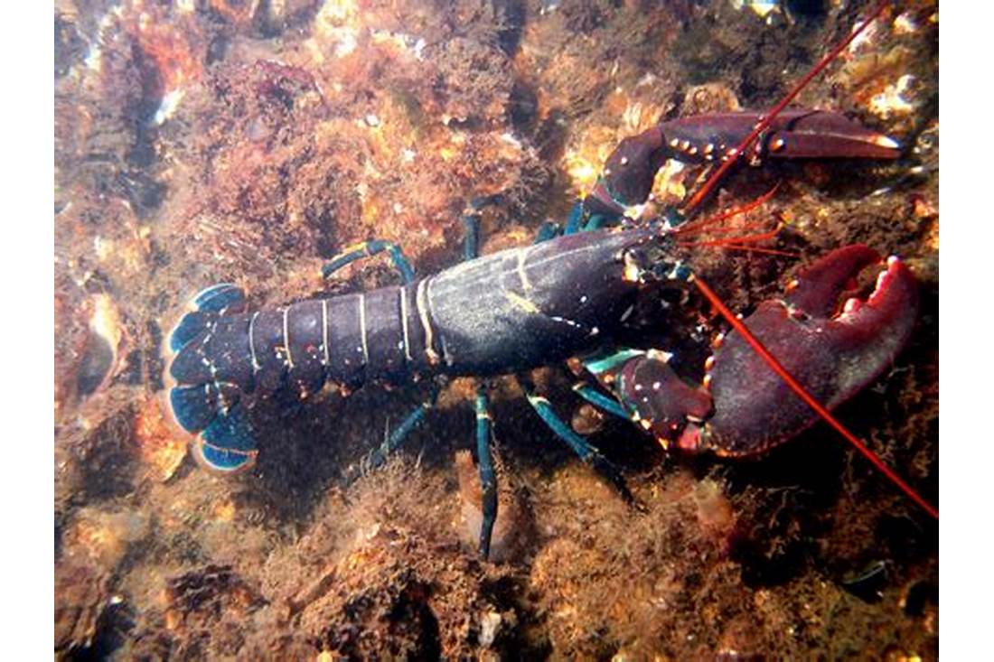 Lobster di Indonesia