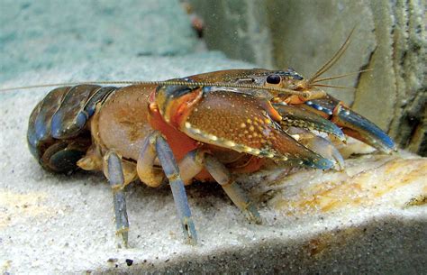 Lobster Air Tawar dan Air Laut