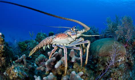 Habitat Lobster