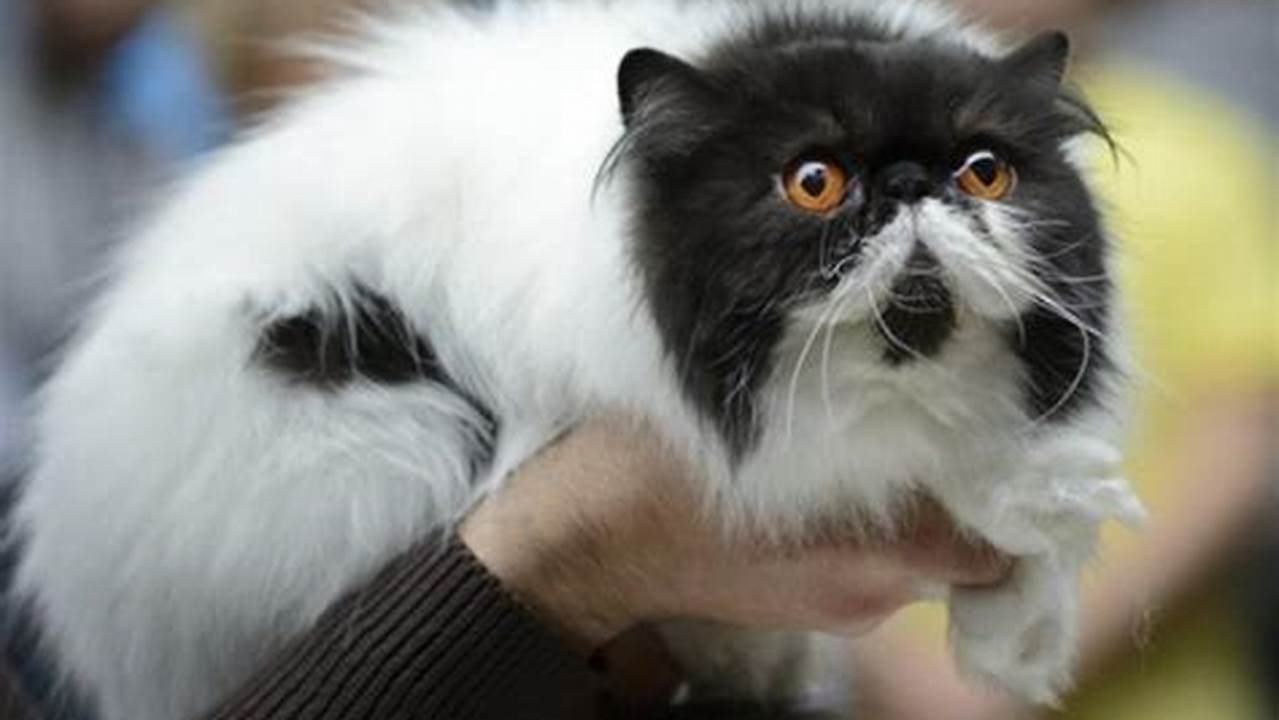 Local Cat Shows 2025