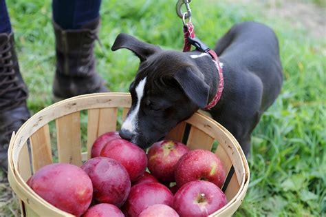 Dogfriendly apple orchards in southeastern Michigan Firefly Pet