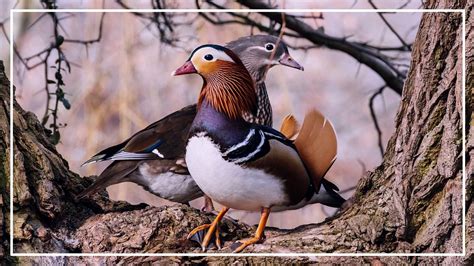 Local Aviaries and Breeders