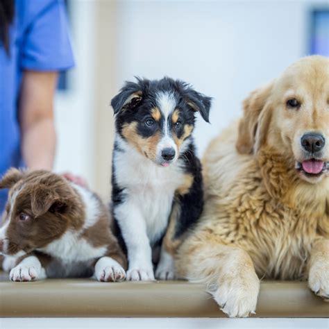 Local Dog Vets Near Me