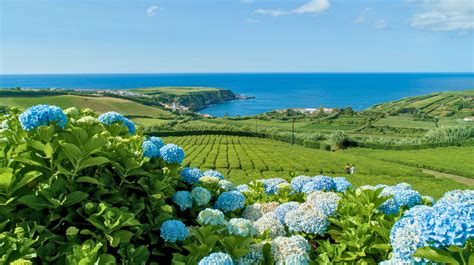 Local Guide Azores