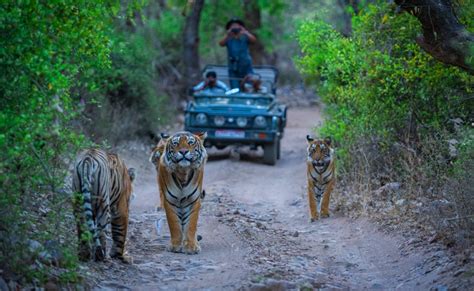 Local Guide Ranthambore Safari