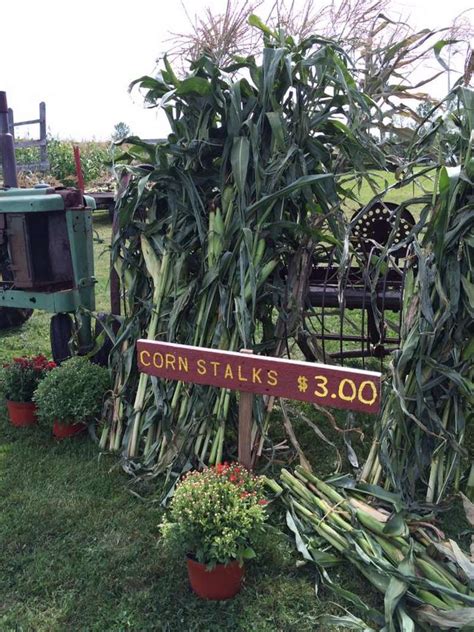 Local Options Finding Corn Stalks Near You