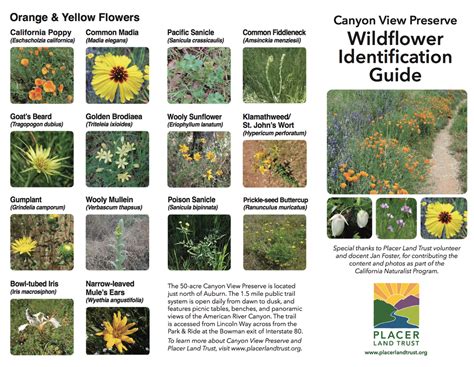 Local Wildflower Guide