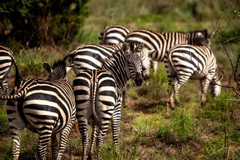 Local Wildlife trekking