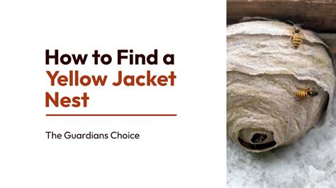 Locating the Nest: The Key Step in Yellow Jackets How To Get Rid Of