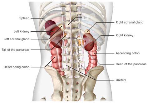 Location Of Kidneys