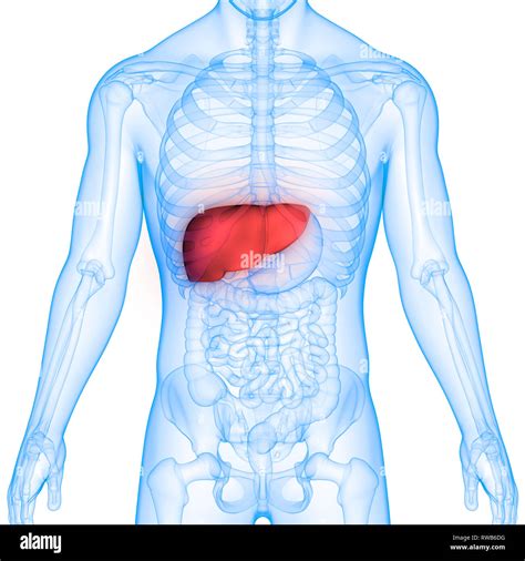 Location Of Liver In Human Body