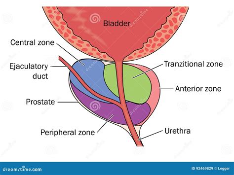 Location Of Prostate
