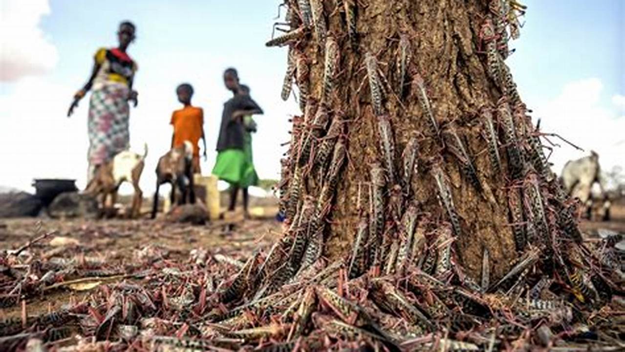 Locust Outbreak 2024
