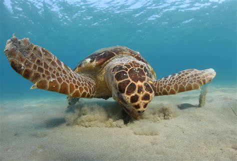 Loggerhead turtle in ocean