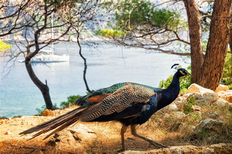 Lokrum Island Peacocks