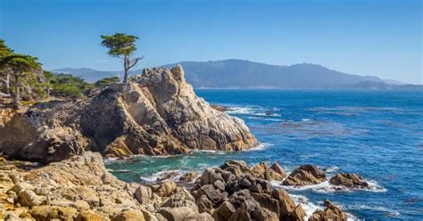 Lone Cypress