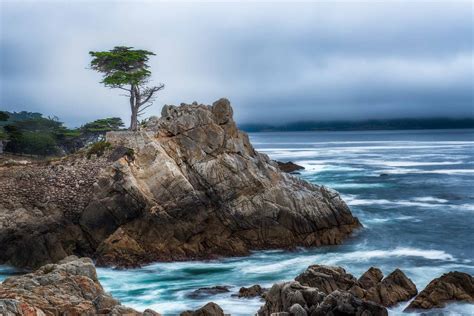 Lone Cypress tree