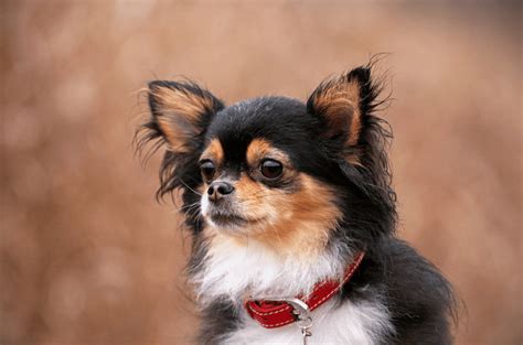 Long Haired Apple Head Chihuahua Black And White