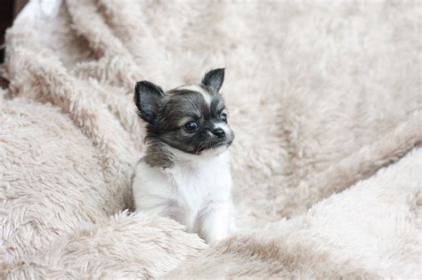 Long Haired Applehead Teacup Chihuahua For Sale: Everything You Need To
Know