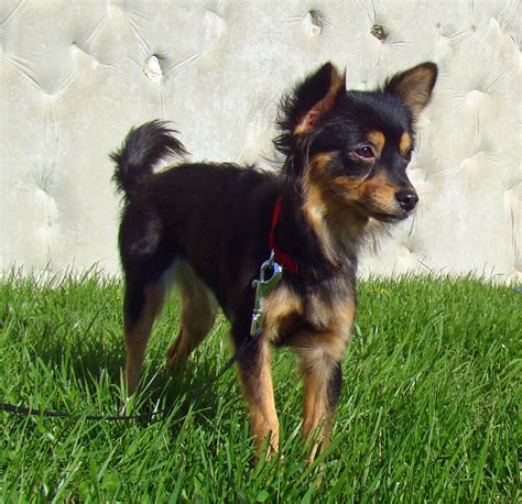 Long Haired Chihuahua Mixed With Short Hair Chihuahua