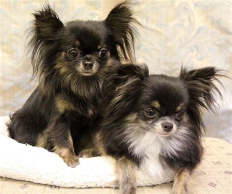 Long Haired Chihuahua Rescue Oregon: Saving Lives One Dog At A Time