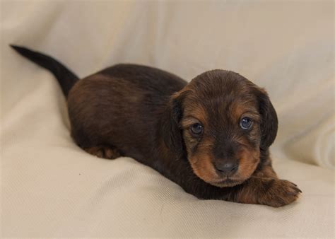 Long Haired Mini Dachshund Puppies For Sale