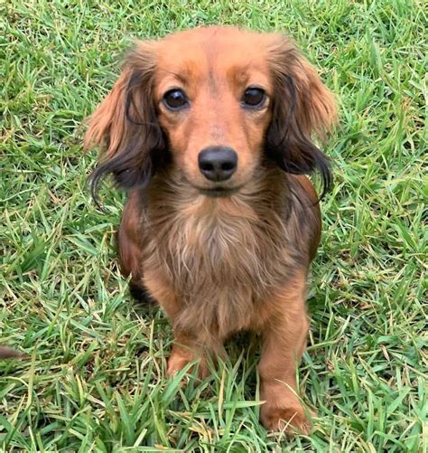 Long Haired Miniature Dachshund For Sale Nc