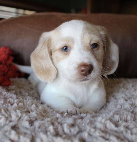 Long Haired Piebald Mini Dachshund For Sale