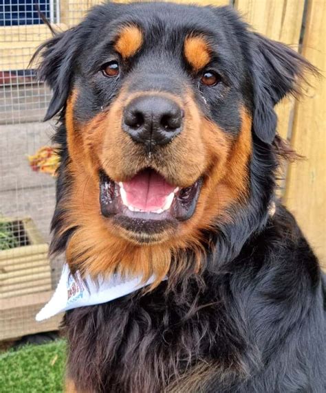 Long Haired Rottweiler With Tail