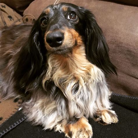Long Haired Silver Dapple Dachshund: A Unique And Adorable Breed