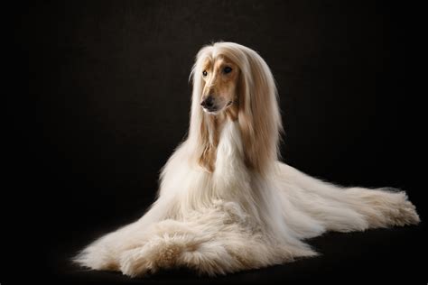 Long Dog Image