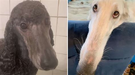 Long Dog Meme