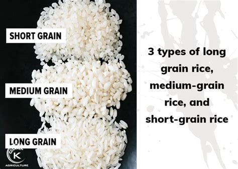 Long Grain vs. Short Grain