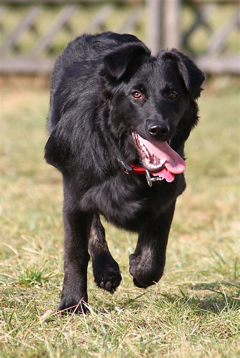 Long Haired Border Collie Black Lab Mix: The Perfect Furry Companion