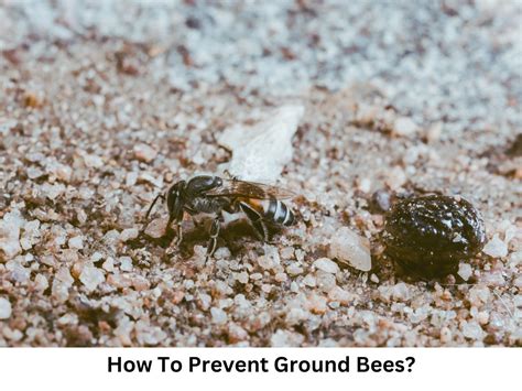 Long-Term Solutions: Preventing Bees from Returning