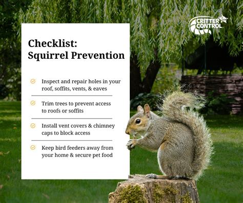 Long-Term Squirrel Prevention Tactics