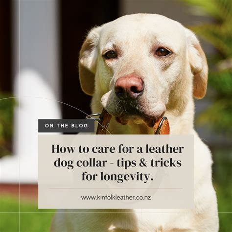 Longevity Tips for Your Customized Collar
