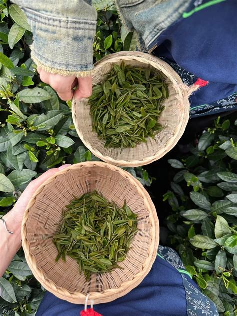 Longjing Tea Tasting