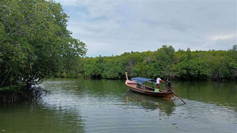 Longtail Boat Mangrove Forest