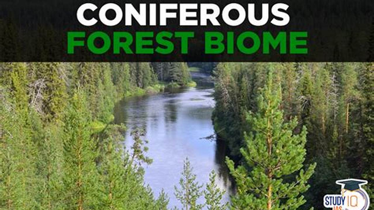 Look For Them In Fairly Open Conifer Forests., Images