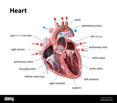 Lorchidea Del Cuore