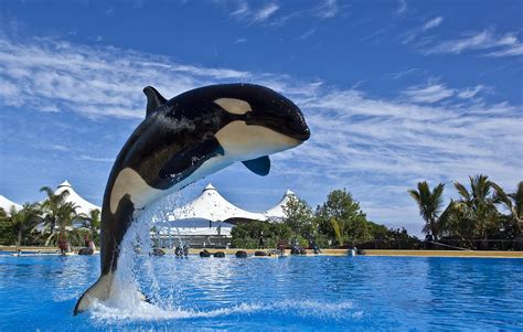 Loro Parque Ticket: Your Expert Review & Guide